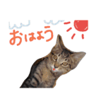 very good cat（個別スタンプ：1）