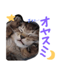 very good cat（個別スタンプ：2）