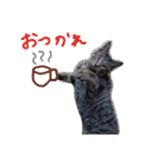 very good cat（個別スタンプ：3）