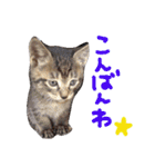 very good cat（個別スタンプ：4）