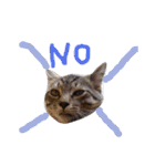 very good cat（個別スタンプ：5）