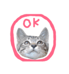 very good cat（個別スタンプ：6）