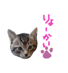 very good cat（個別スタンプ：7）