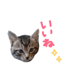 very good cat（個別スタンプ：8）