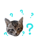 very good cat（個別スタンプ：9）