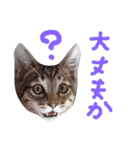 very good cat（個別スタンプ：10）