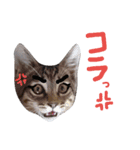 very good cat（個別スタンプ：11）
