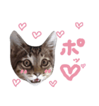 very good cat（個別スタンプ：13）