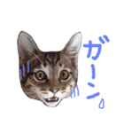 very good cat（個別スタンプ：14）