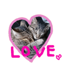 very good cat（個別スタンプ：15）