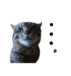 very good cat（個別スタンプ：16）