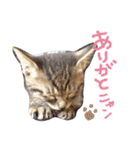 very good cat（個別スタンプ：17）