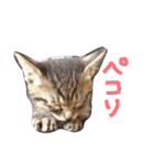 very good cat（個別スタンプ：18）