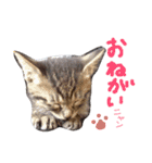 very good cat（個別スタンプ：19）
