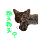 very good cat（個別スタンプ：20）