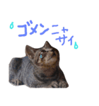 very good cat（個別スタンプ：21）