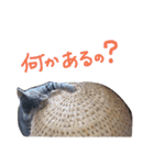 very good cat（個別スタンプ：22）