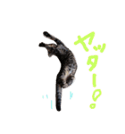 very good cat（個別スタンプ：23）