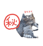 very good cat（個別スタンプ：24）
