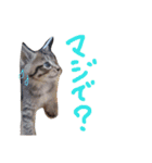 very good cat（個別スタンプ：25）