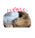 very good cat（個別スタンプ：26）