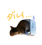 very good cat（個別スタンプ：27）