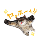 very good cat（個別スタンプ：28）