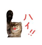 very good cat（個別スタンプ：30）