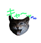 very good cat（個別スタンプ：31）