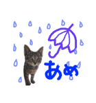 very good cat（個別スタンプ：32）