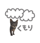 very good cat（個別スタンプ：33）