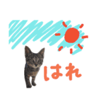 very good cat（個別スタンプ：34）