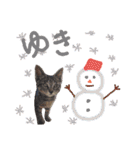 very good cat（個別スタンプ：35）