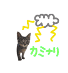 very good cat（個別スタンプ：36）