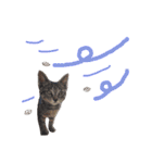 very good cat（個別スタンプ：37）