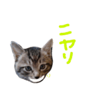 very good cat（個別スタンプ：38）