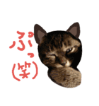 very good cat（個別スタンプ：39）