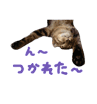 very good cat（個別スタンプ：40）