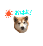 musasi（個別スタンプ：21）