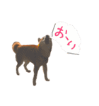 musasi（個別スタンプ：23）