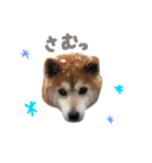 musasi（個別スタンプ：33）