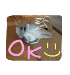 pupuiseveryday（個別スタンプ：2）