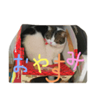 pupuiseveryday（個別スタンプ：4）