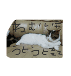 pupuiseveryday（個別スタンプ：7）