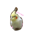 石田家のとりちゃんず♡（個別スタンプ：3）