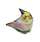 石田家のとりちゃんず♡（個別スタンプ：7）