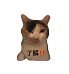 まーこの徒然なる姫ライフ5（個別スタンプ：3）