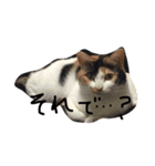 まーこの徒然なる姫ライフ5（個別スタンプ：11）