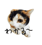 まーこの徒然なる姫ライフ5（個別スタンプ：15）