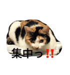 まーこの徒然なる姫ライフ5（個別スタンプ：19）